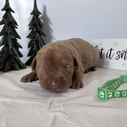 Green - Yellow male Labrador Retriever puppy in Newton Grove, North Carolina from Wayalife Labradors & Gsp’s