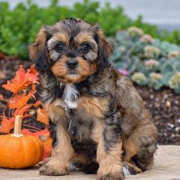 Anna - Black and tan female Cavapoo puppy in Gap, Pennsylvania from Country View Puppies ( License 18816)