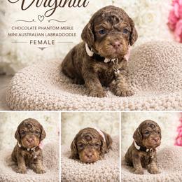 Virginia - Chocolate female Australian Labradoodle puppy in Taylor, Michigan from Mi Best Doodle Ever, LLC