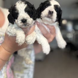 Cockapoo and Labrador Retriever Puppies from Kinkade Kennels