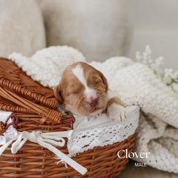 Clover - Red  male Goldendoodle puppy in Salem, Virginia from Aloha Doodles & Poodles