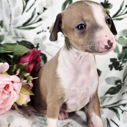 Butterfly - Blue fawn female Italian Greyhound puppy in Cadwell, Georgia from All The DoDa Day Italian Greyhounds