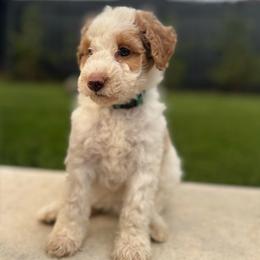Ms. Teal - Brown and white female Aussiedoodle puppy in San Antonio, Texas from Lovable Doodles SA