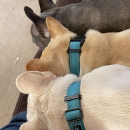 French Bulldogs from Grayscale Frenchies