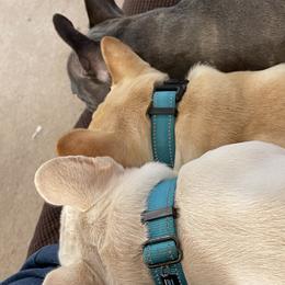 French Bulldogs from Grayscale Frenchies