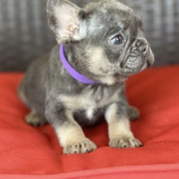 French Bulldogs and Goldendoodles from Goldilock’s Goldendoodles