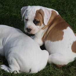American Bulldog Puppies from Ferocia Kennels