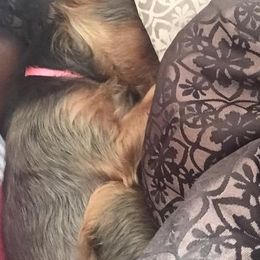 Yorkshire Terriers from Diamond Elite Kennels