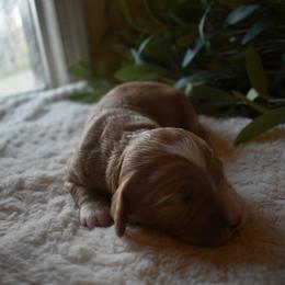 Aussiedoodle and Goldendoodle Puppies from Classic City Doodles