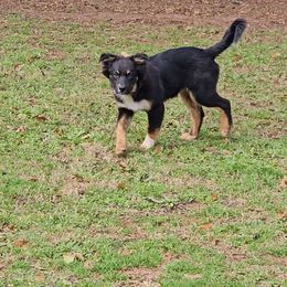 Boy 3 - Black tri-color Australian Shepherd puppy in Georgia from Southern Bred Aussies