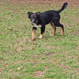 Boy 3 - Black tri-color Australian Shepherd puppy in Georgia from Southern Bred Aussies