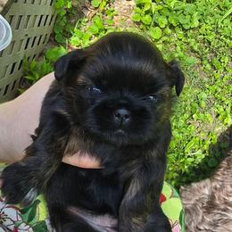 Precious - Red female Shih Tzu puppy in Ellettsville, Indiana from Cutie Pie Shih Tzus