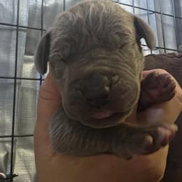 Purple Collar Girl - Blue female Great Dane puppy in Longview, Texas from Lazy A Danes
