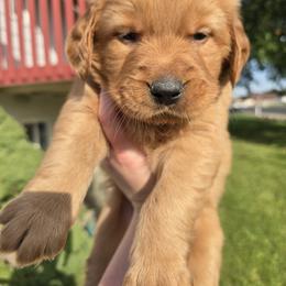 Dark Blue Boy - Dark golden male Golden Retriever puppy in Pasco, Washington from Rodgers Retrievers