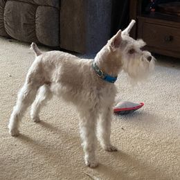 Phoenix - Miniature Schnauzer