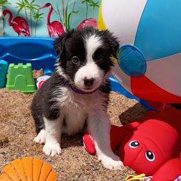(Kaya) Maggie - Black and white female Border Collie puppy in Max, Nebraska from Stag Valley Homestead
