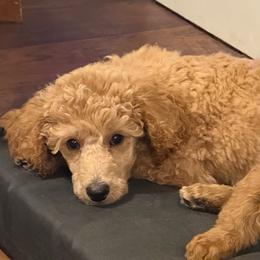 Steiner - Cream male Poodle puppy in Dayton, Washington from Country Sundance Poodles