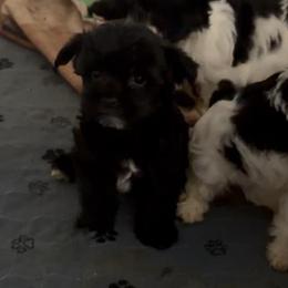 Boy 2 - Black male Morkie puppy in Aliquippa, Pennsylvania from The Morkie Mom
