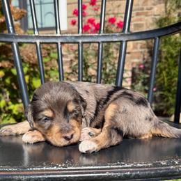 Asher - Blue male Pyredoodle puppy in Bowling Green, Ohio from FDF Pyredoodles & Bernedoodles