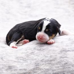 Bones - Tri-color male Bernedoodle puppy in Glendale, Arizona from Arizona Bernedoodles