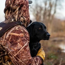 Labrador Retriever All Grown Up from James River Retrievers