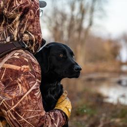 Labrador Retriever All Grown Up from James River Retrievers