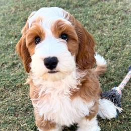 Lila - Apricot female Goldendoodle puppy in Scottsdale, Arizona from Cockadoodle Poo Puppies