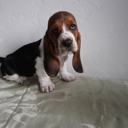 Basset Hound and Labrador Retriever Puppies from Porter Kennels
