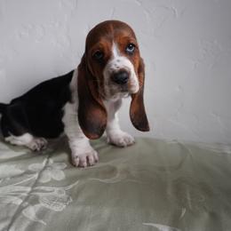Basset Hound and Labrador Retriever Puppies from Porter Kennels