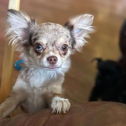 Maverick - Chihuahua