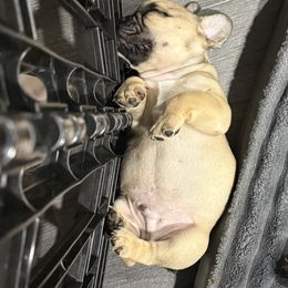 French Bulldogs from West Coast Bullies & Frenchies