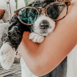 Sheepadoodle Puppies from DOODCompany