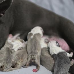 Boston Terriers from Emerald Moon Bostons