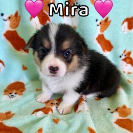 Mira - Black and tan female Pembroke Welsh Corgi puppy in Corning, California from C.H. Pembroke Corgis