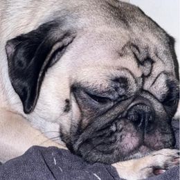Pugs from Andrea's Pugs