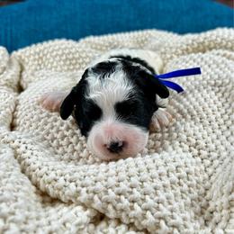 Stan - Parti male Poodle puppy in Lancaster, Missouri from Cavapoo Acres