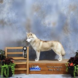 Casca - Siberian Husky