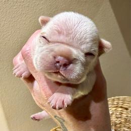 Baby Boo with OFA Parents - Cream female French Bulldog puppy in Billings, Montana from Yellowstone Frenchies