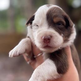 Brownie - Red tri-color male Australian Shepherd puppy in Orlando, Florida from Skaky Shepherds
