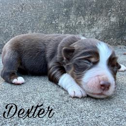 Dexter - Red tri male Miniature Australian Shepherd puppy in Sandy Hook, Kentucky from RidgeTop Aussies