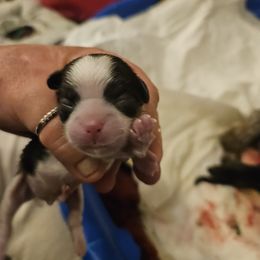Boy 3 - Brindle and white Shih Tzu puppy in Cook County, Illinois from My Tzu Crew