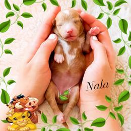 Nala - Apricot female Goldendoodle puppy in Kissimmee, Florida from Poodle Doodle Kennels