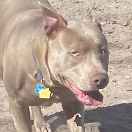 Zeus - American Bully
