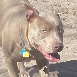 Zeus - American Bully
