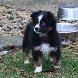 Cirrus - Black tri male Miniature American Shepherd puppy in Tiskilwa, Illinois from First Harmony Farms