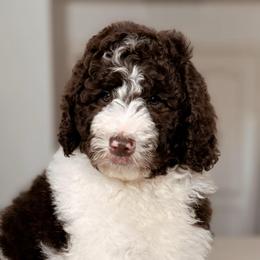 Pinto, Boy - Brown and white male Bernedoodle puppy in Maricopa, Arizona from Desert Ridge Doodles