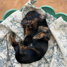 Oliver-AKC.PRA-clear.3800 - Brindle male Dachshund puppy in Dover, Oklahoma from Freckles and Furballs
