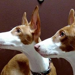 Ibizan Hound Puppies from SunRumba Sighthounds