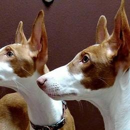 Ibizan Hound Puppies from SunRumba Sighthounds