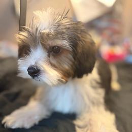 Chuck - Black & tan tri-color male Morkie puppy in Florence, Kentucky from 4paws4ever by Design